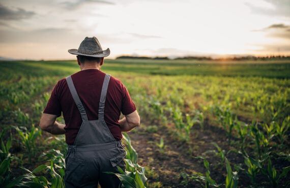 Farmer standing in a cornfield 