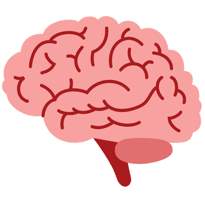 Brain